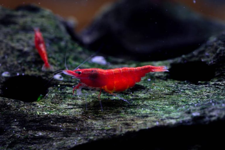 Cory Catfish and Shrimp? – Aquarium Shrimp Keeping