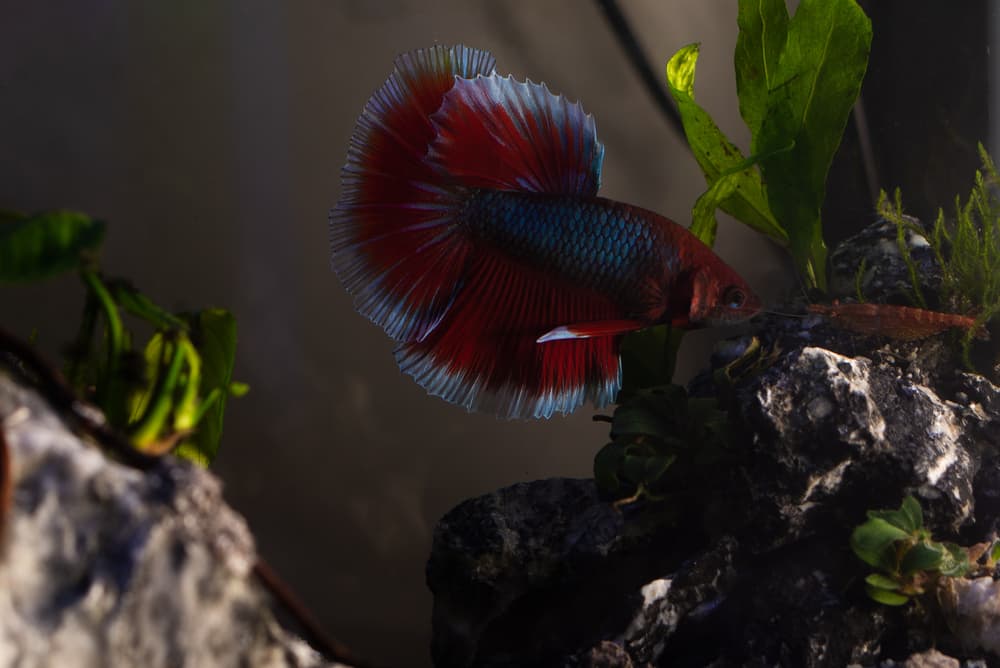 Some Bettas are very peaceful while others are very aggressive to wards shrimp.