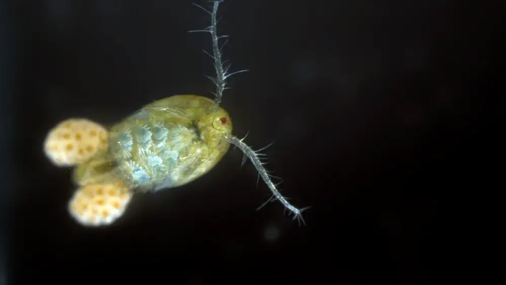 Extreme,Close,Up,Of,A,Live,Freshwater,Copepod,Carrying,Eggs,