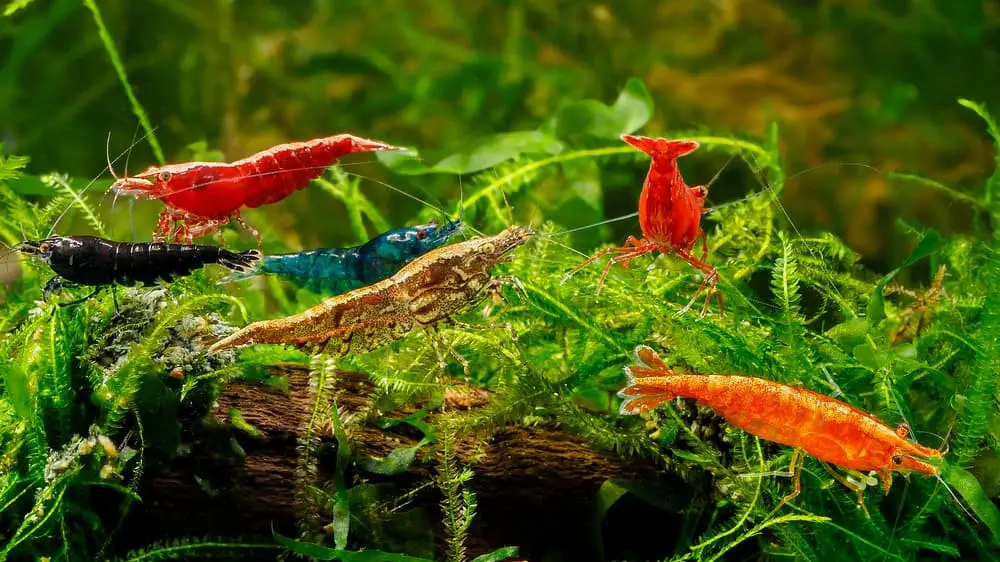 Mixing neocaridina shrimp