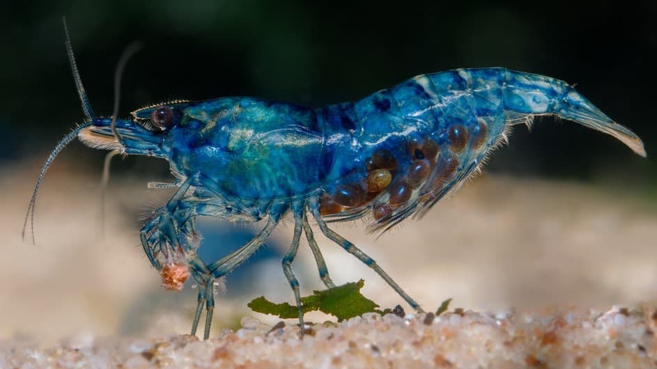 Berried Blue Dream