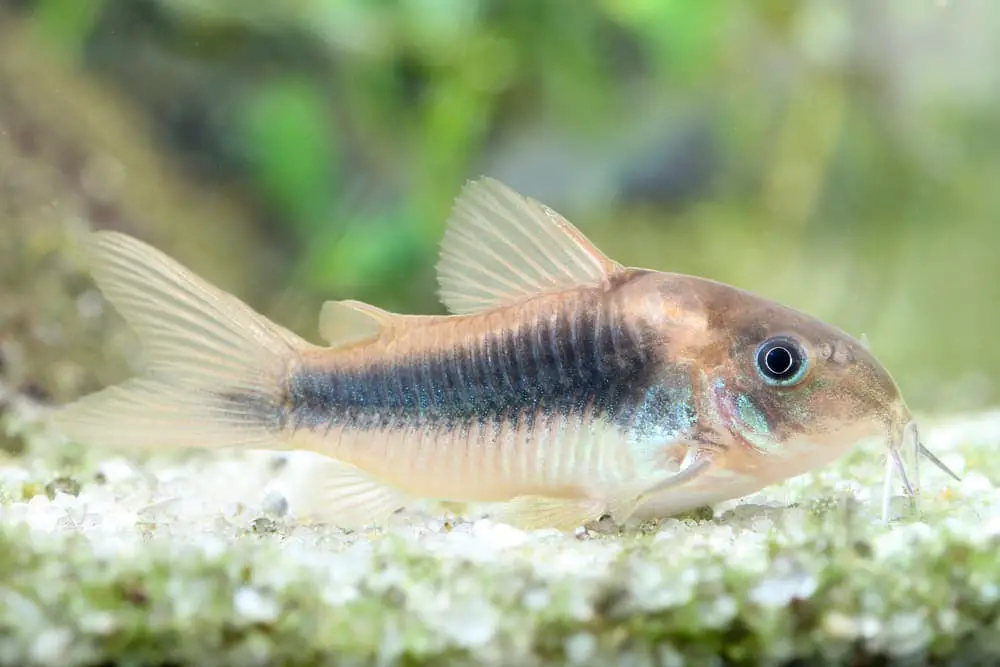 Bronze catfish is probably the biggest cory I would use with shrimp