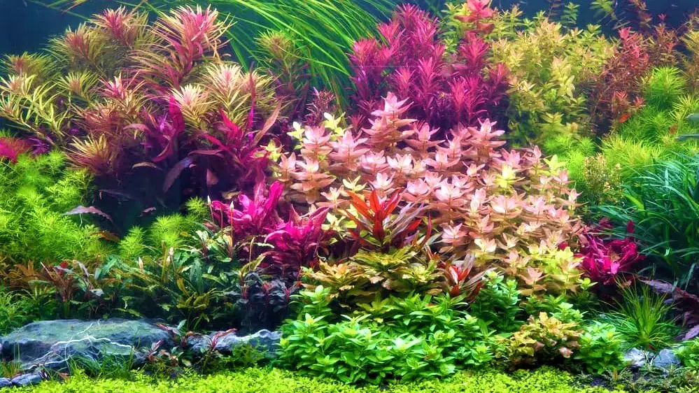 Secrets of ShrimpSafe Plant Fertilizers Aquarium Shrimp Keeping