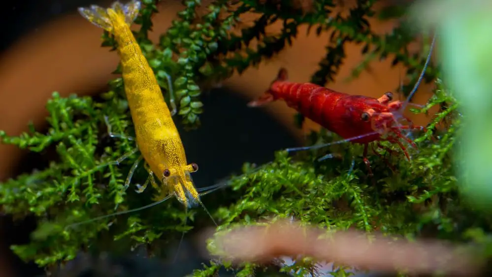 Yellow and Red Neocaridina