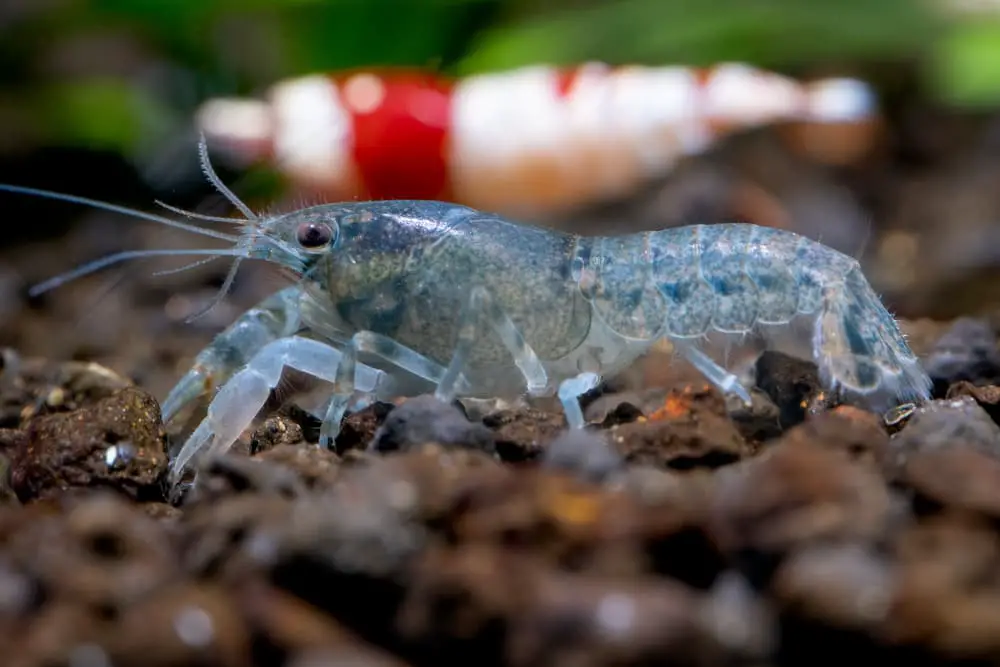 Crayfish in a community tank