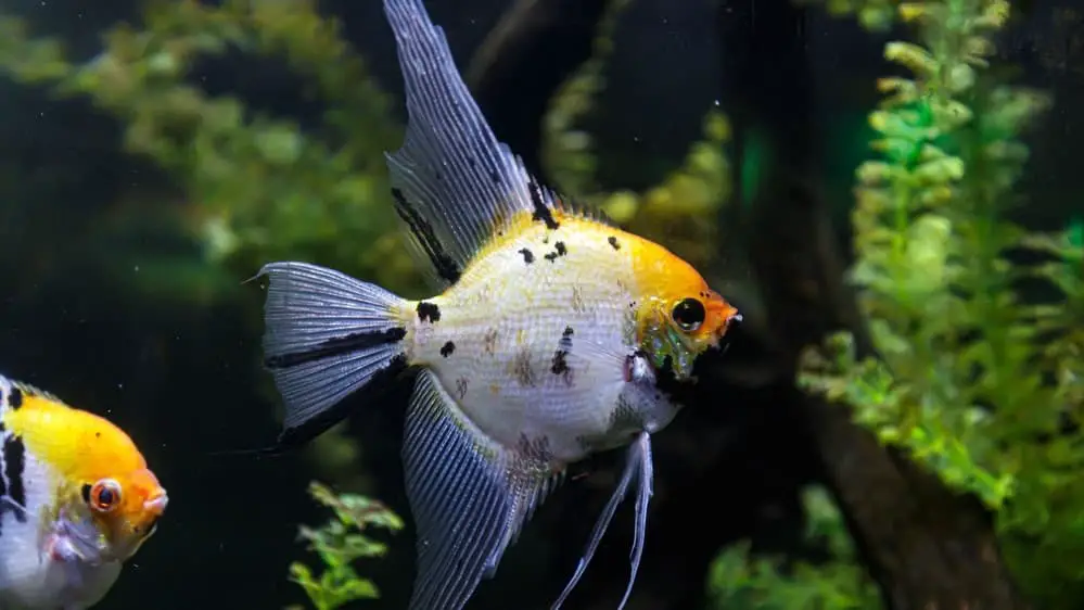 Angel fish are beautiful but shrimp killers.