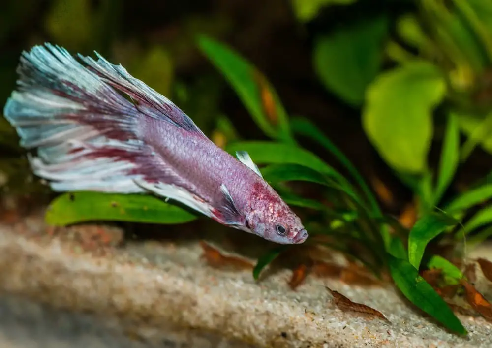 Betta looking at shrimp !