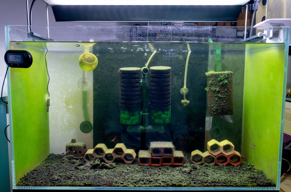 Sponge and HOB filters are best for shrimp tanks.