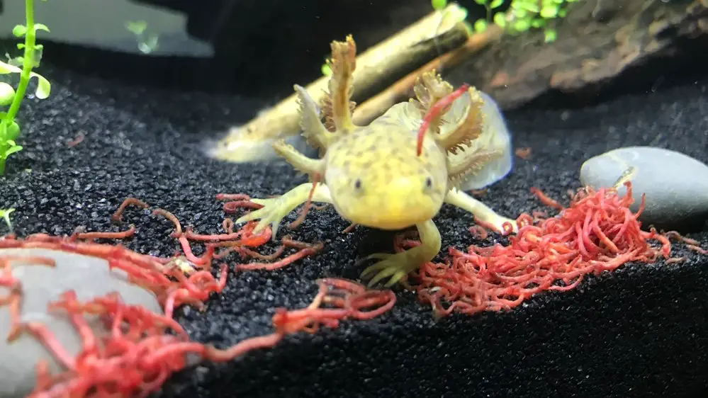 Axolotl eating Bloodworms