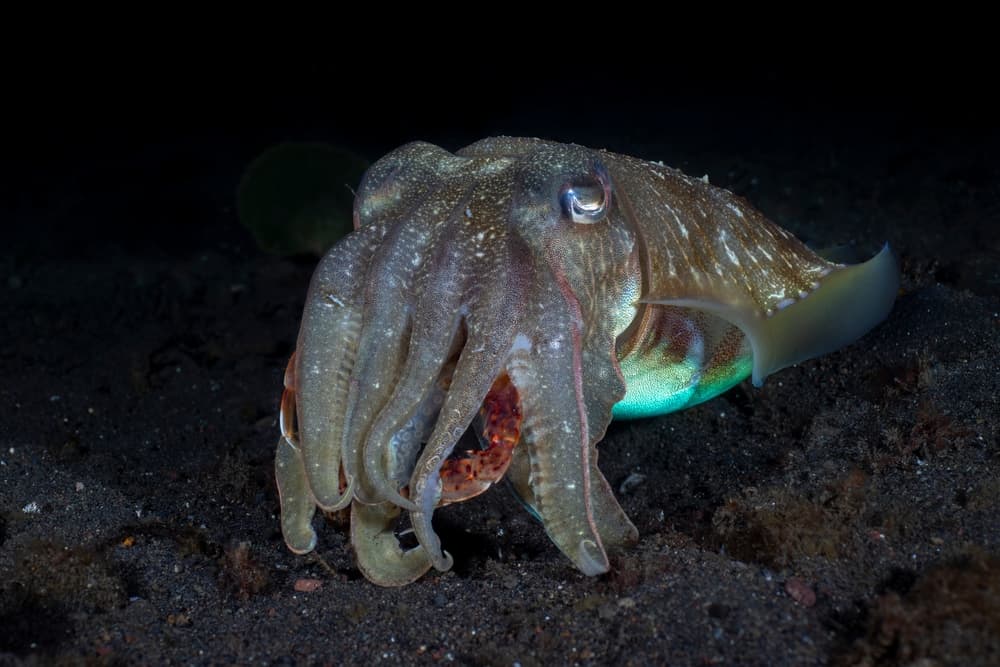 Cuttlefish in its natural habitat