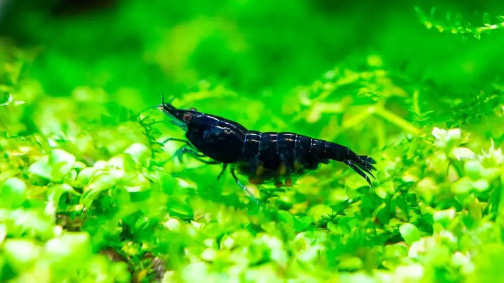 Blue Dream Shrimp on lush plants