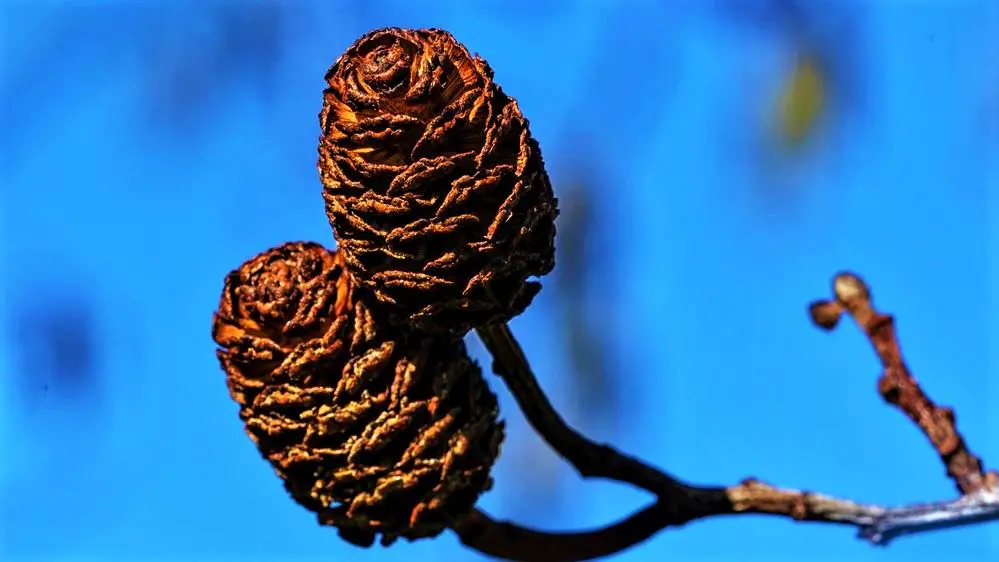 Alder Cones 