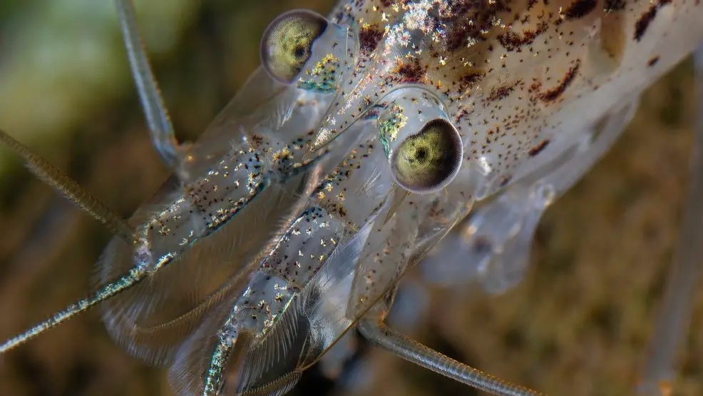 Amano Shrimp