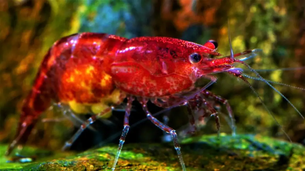 Cherry shrimp trying not to drop her eggs