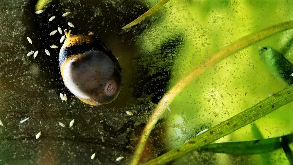 Seed Shrimp and a Nerite snail