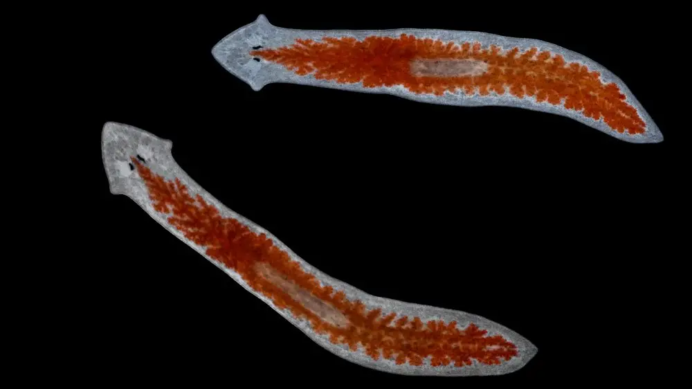 Planarian Flatworms