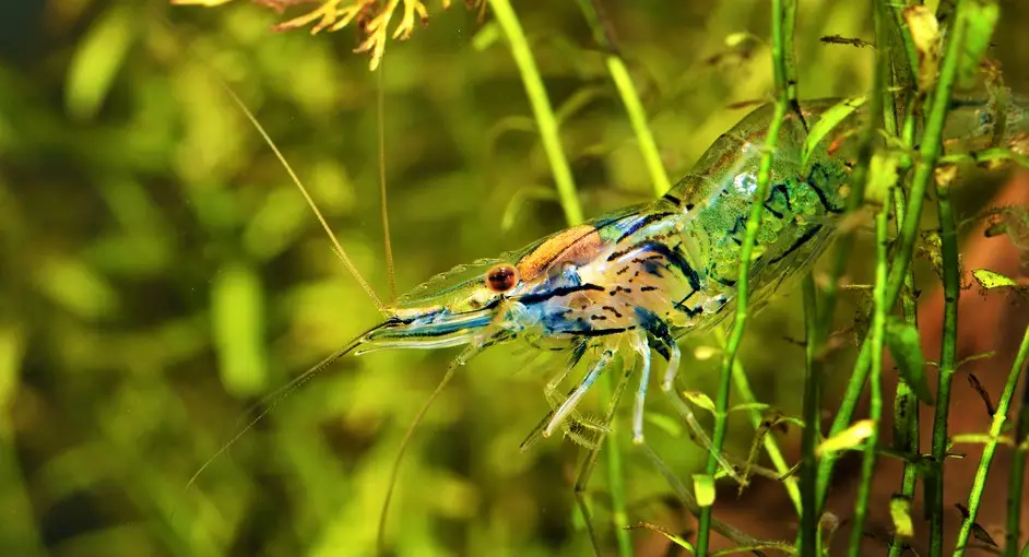 When to add shrimp to a tank? – Aquarium Shrimp Keeping