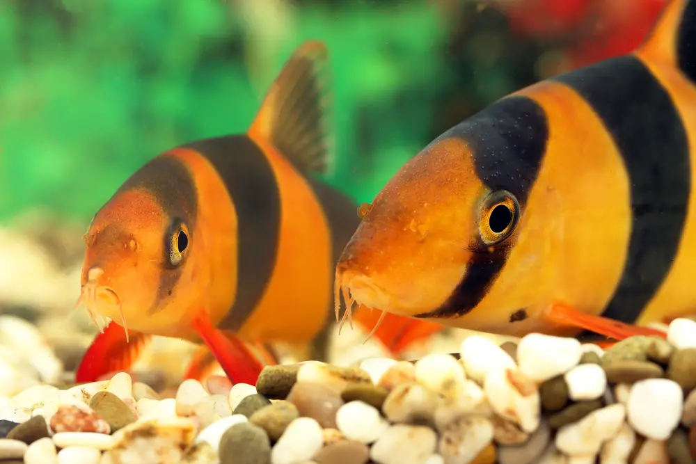 Clown Loaches 