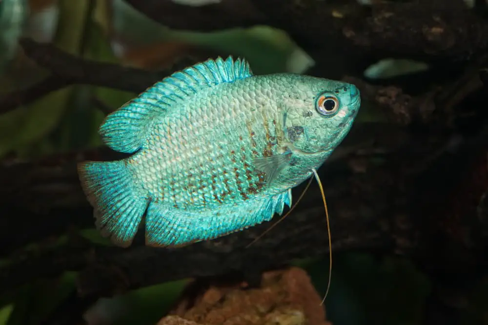 Blue Dwarf Gourami