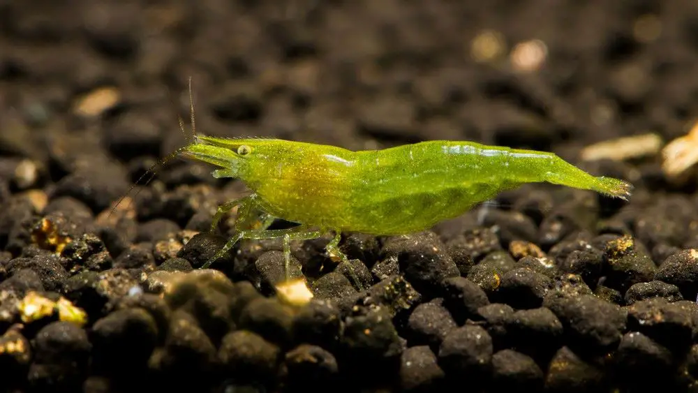 A Green Babaulti Shrimp 