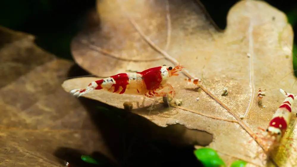 Baby Crystal Red Shrimp