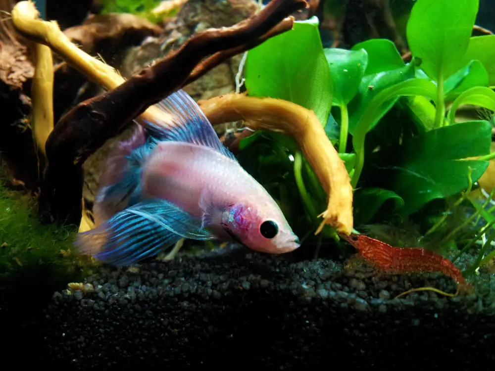 Betta with a red cherry shrimp