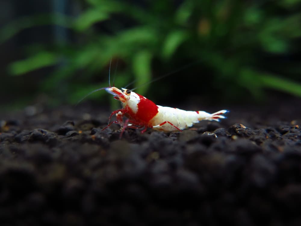 Crossing high grade PRL with Taiwan Bee shrimp can produce outstanding results. 