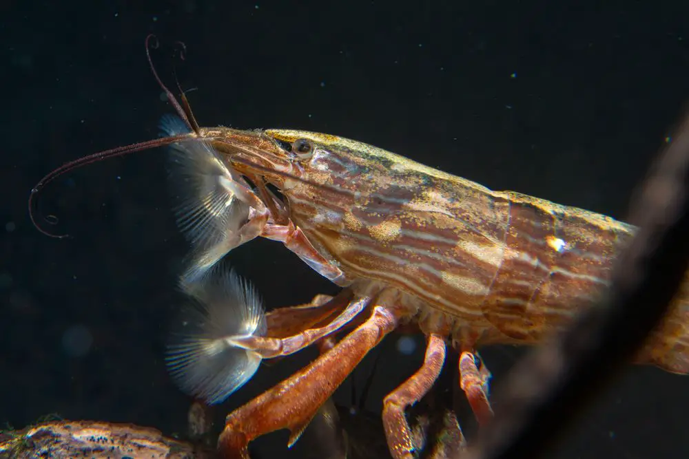 Bamboo Shrimp