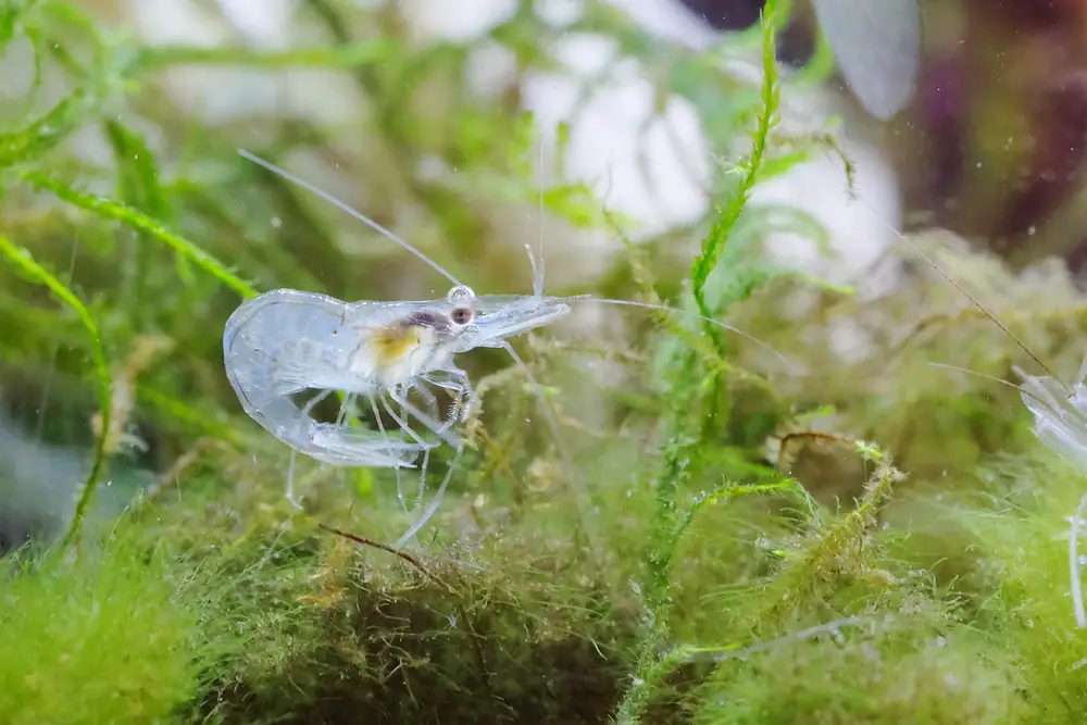 Breeding Ghost Shrimp