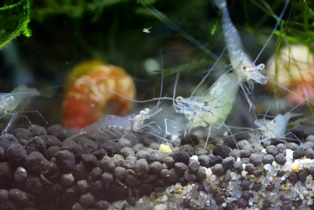 Ghost shrimp with young   shrimplet