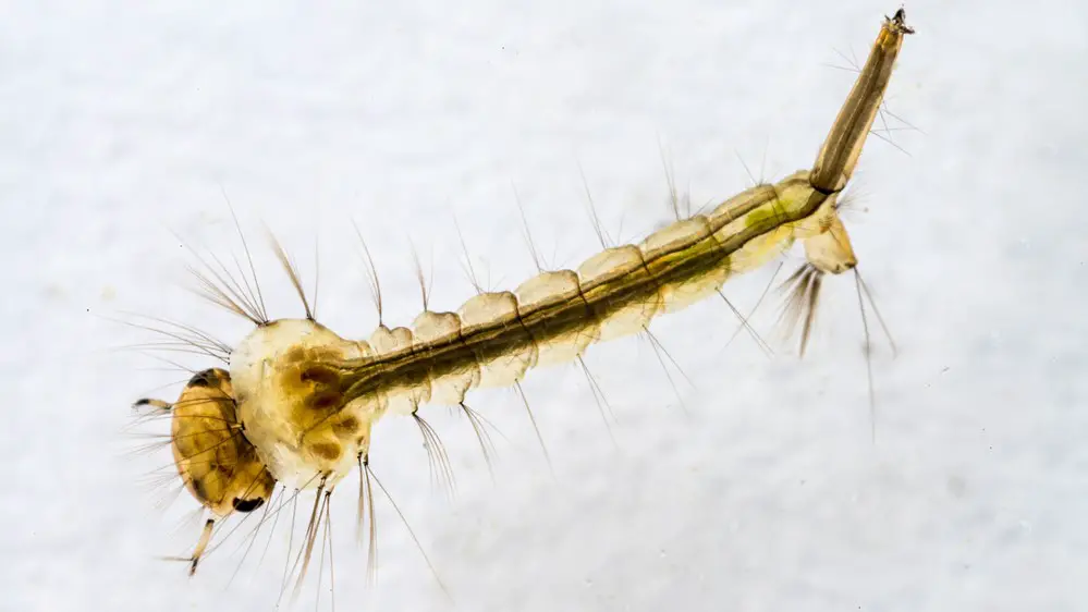 Mosquito Larva