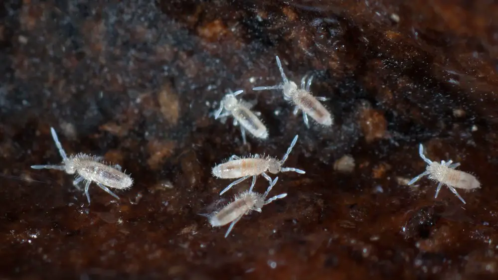 Springtails