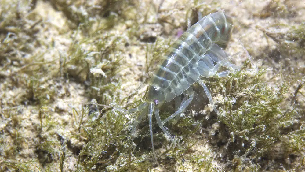 Gammarus