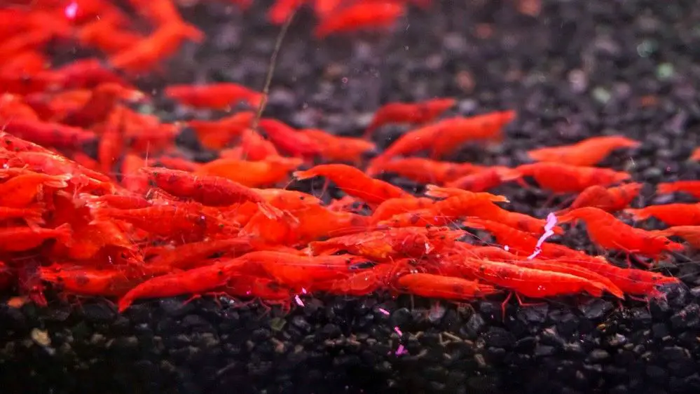 Aquarium Shrimp on gravel