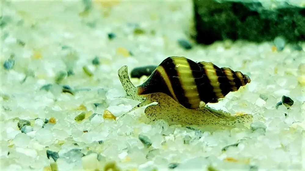 Assassin snails like a sand or soil bottom