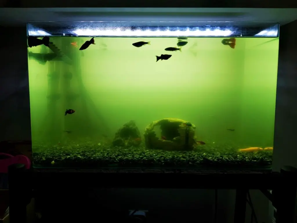 A Tank With Green Water 