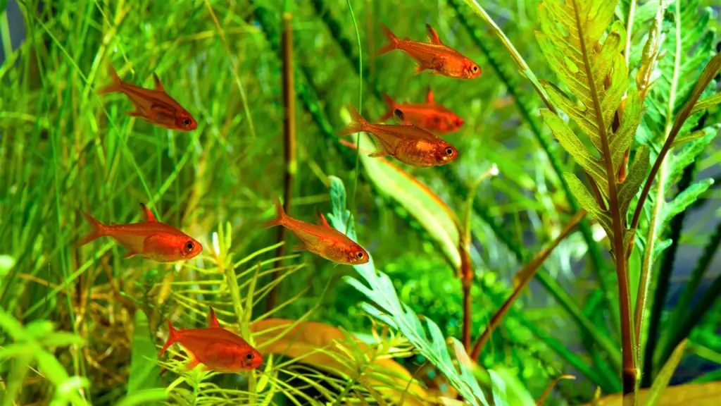 Shoal of Ember Tetra 