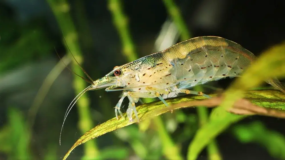 Amano shrimp prior to molting with a saddle