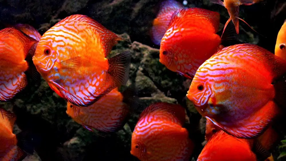 Gorgeous Discus