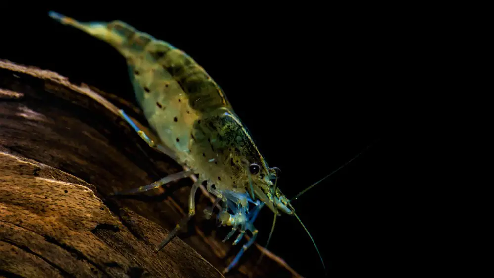 Amano shrimp