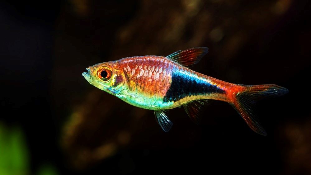 Can I keep Harlequin Rasbora with Red Cherry Shrimp? – Aquarium Shrimp ...