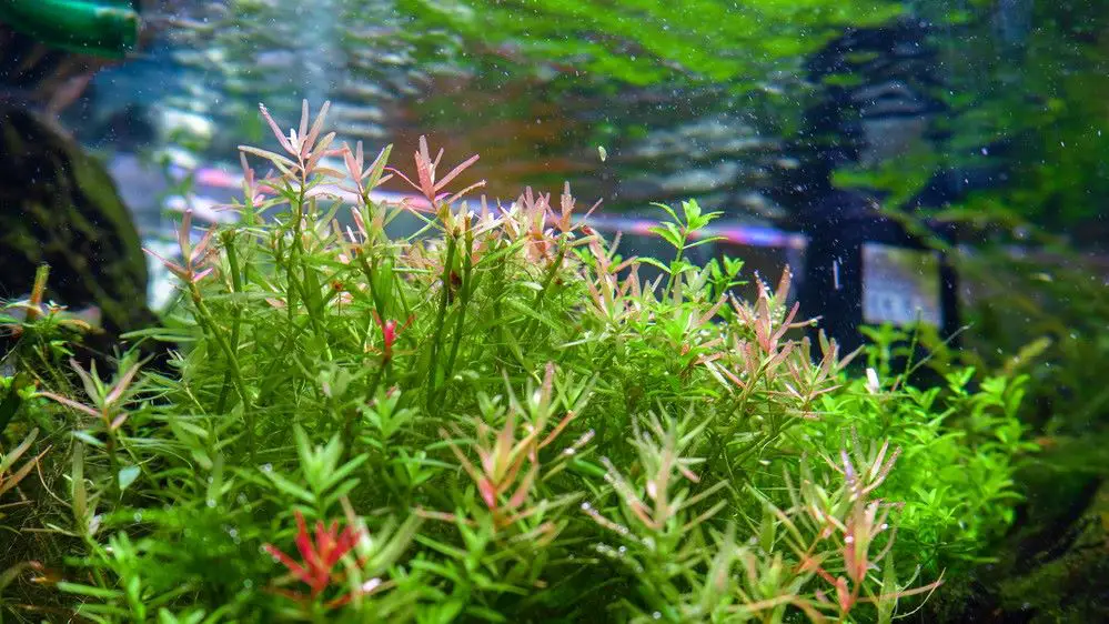 Plants love C02 if done correctly its shrimp safe