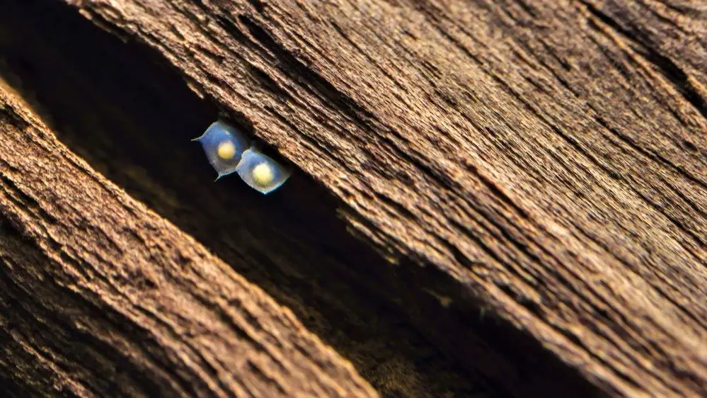 Assassin snail eggs