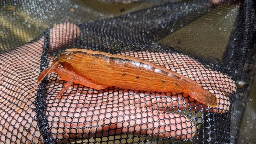 Bamboo shrimp can grow large