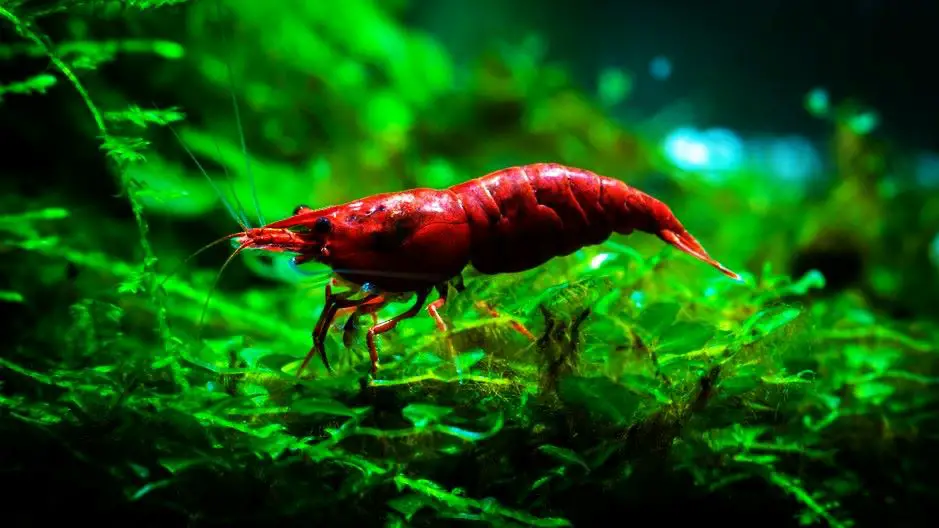 Red Cherry Shrimp