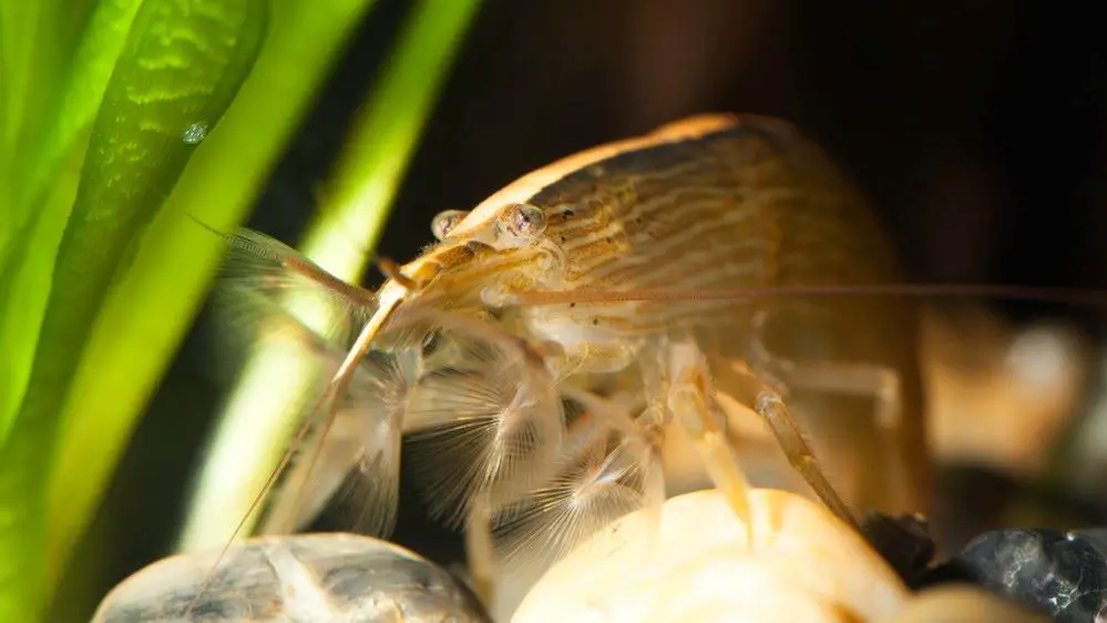 A healthy Bamboo shrimp will feed in open water where there is a current