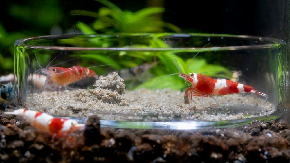 Use a feeding dish to stop pollution of your tank