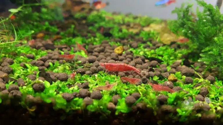 Can I keep Harlequin Rasbora with Red Cherry Shrimp? – Aquarium Shrimp ...