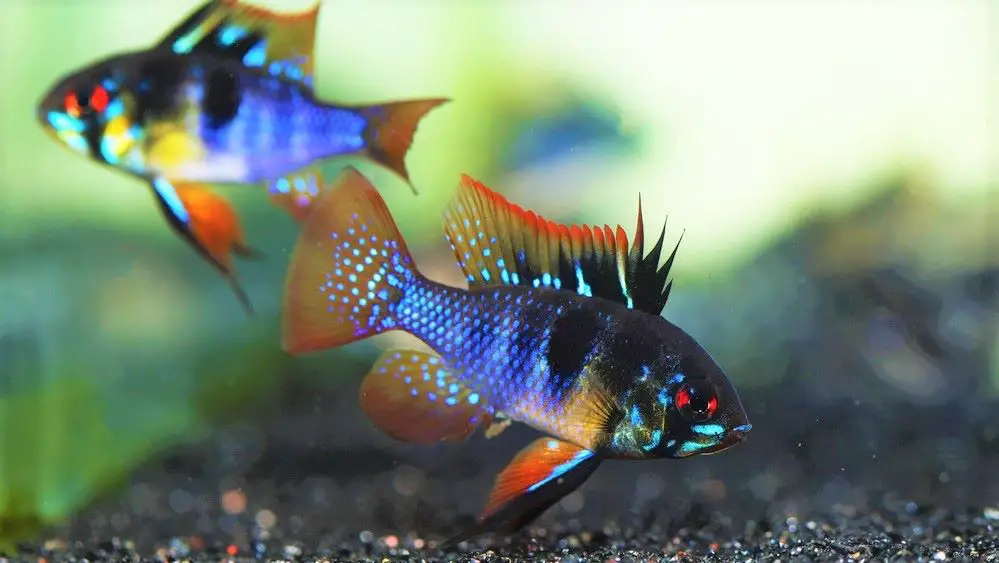 Apistogramma are very territorial and will kill other fish and shrimp