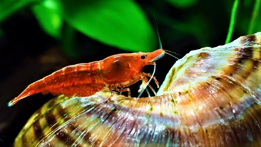 Female cherry shrimp with a saddle on a large snail shell